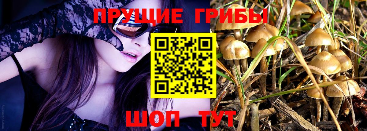 Галлюциногенные грибы Psilocybine cubensis  Вход с VPN  Зеленогорск  Псилоцибиновые грибы Psilocybe 